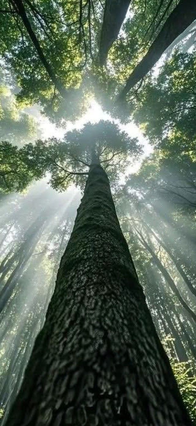 Tall tree reaching up to a sunlit canopy
