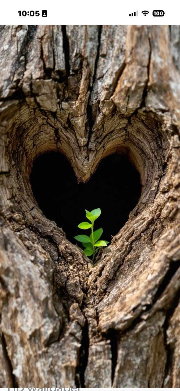 Heart-shaped hollow in a tree trunk with a young sapling